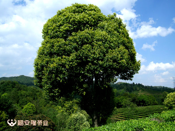 普洱茶树且保护