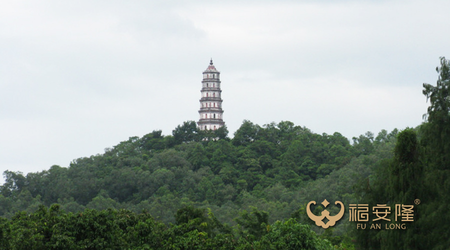 福安隆一颗小青柑，不“柑”平庸的岁月之旅配图1